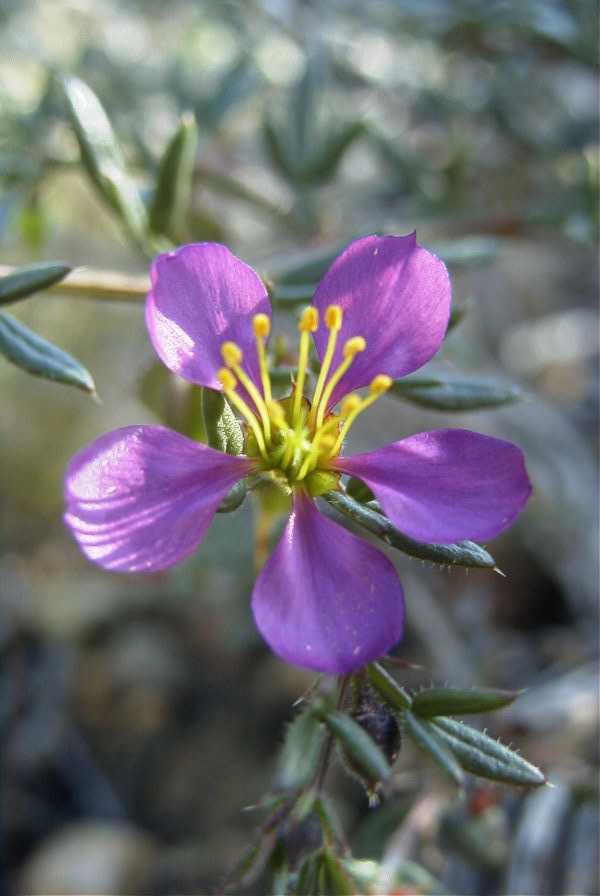 2008-03-23-421-Fagonia-cretica