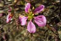 2008-03-23-422-Fagonia-cretica