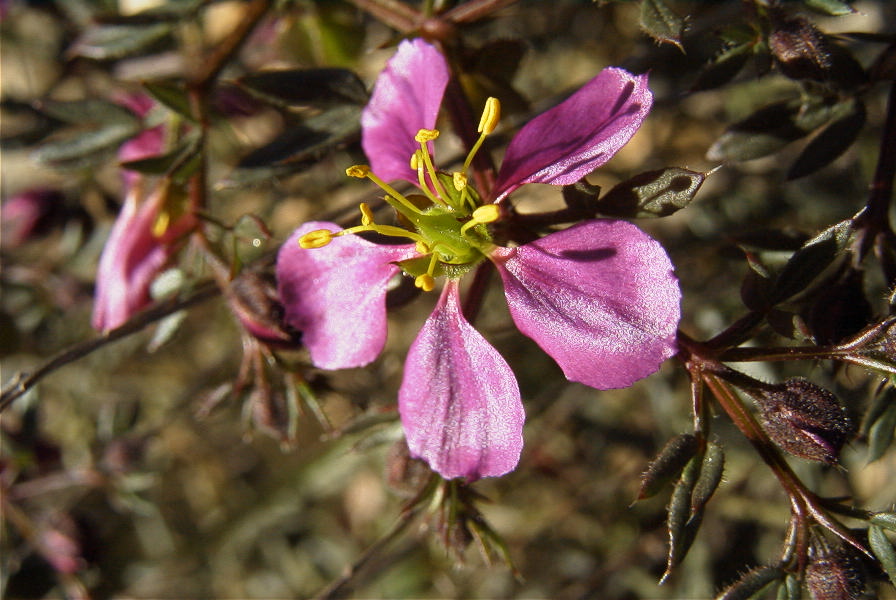 2008-03-23-422-Fagonia-cretica