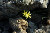 2008-03-23-424-Gagea-arvensis