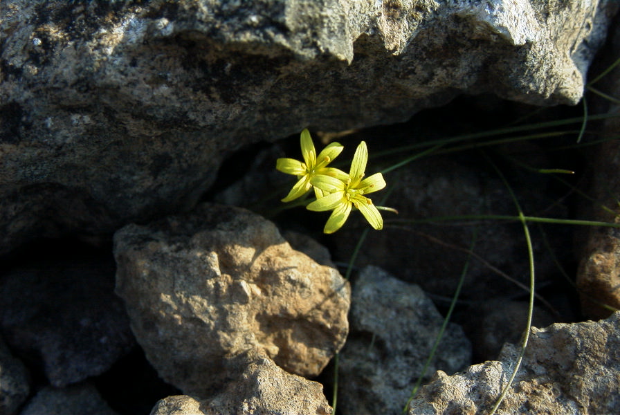 2008-03-23-424-Gagea-arvensis