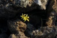 2008-03-23-425-Gagea-arvensis
