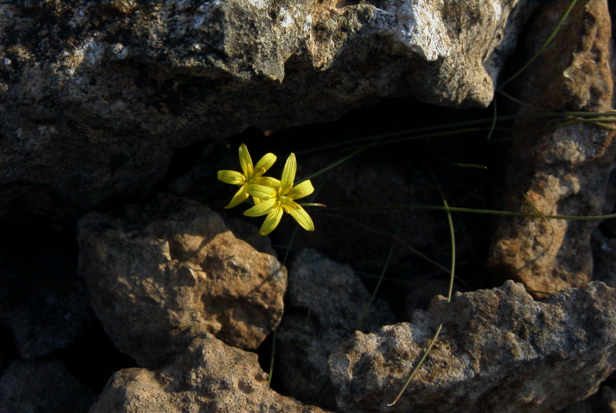 2008-03-23-425-Gagea-arvensis