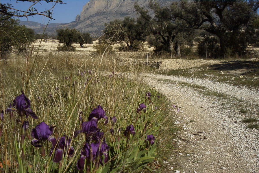 2008-03-23-427-Iris