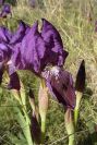 2008-03-23-428-Iris