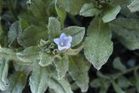 2008-03-23-430-Unknown-small-blue