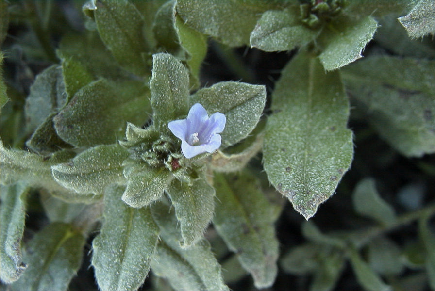2008-03-23-430-Unknown-small-blue