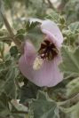2008-03-23-432-Mallow