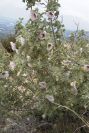 2008-03-23-433-Mallow