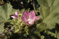2008-03-23-434-Mallow