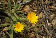 2008-03-23-435-Marigold