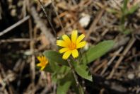2008-03-23-436-Marigold