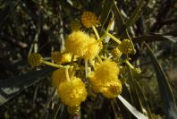 2008-03-23-437-Mimosa