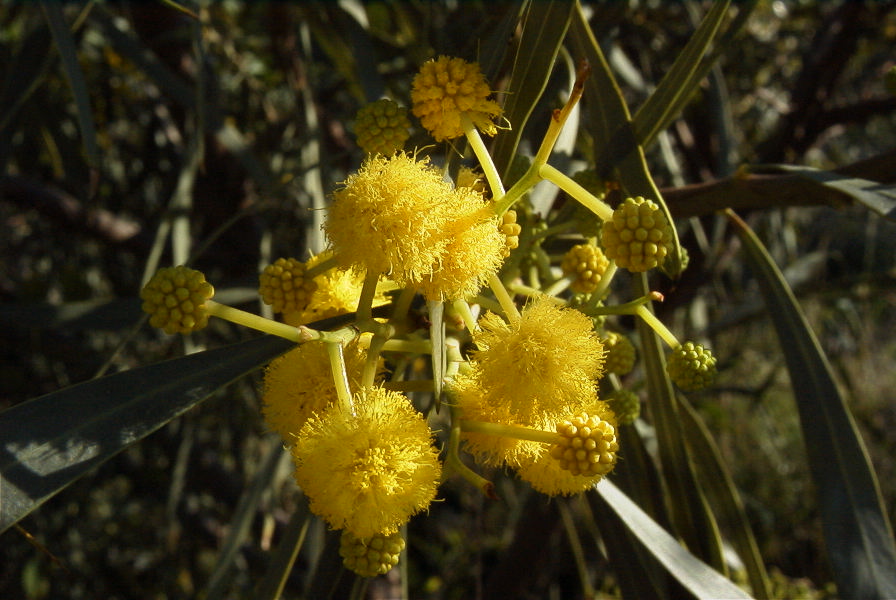2008-03-23-437-Mimosa