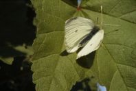 2008-03-23-438-Moth-on-mallow
