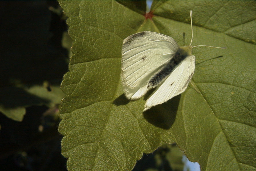 2008-03-23-438-Moth-on-mallow