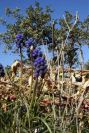2008-03-23-439-Muscari