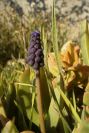 2008-03-23-440-Muscari