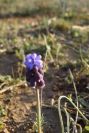 2008-03-23-441-Muscari