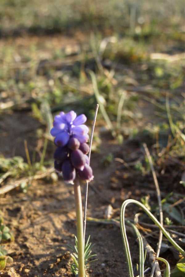 2008-03-23-441-Muscari