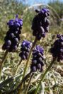 2008-03-23-442-Muscari
