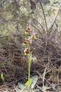 2008-03-23-444-Ophrys