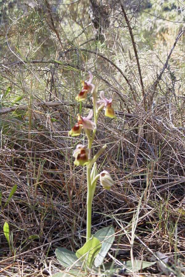 2008-03-23-444-Ophrys