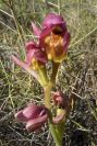 2008-03-23-447-Ophrys