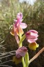 2008-03-23-448-Ophrys