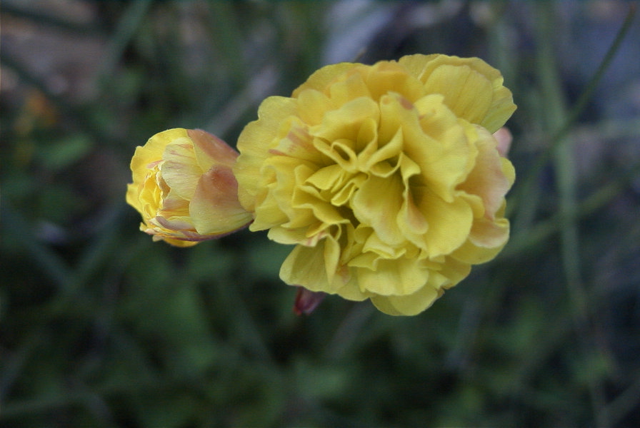 2008-03-23-450-Oxalis-pes-caprae-double-form