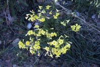 2008-03-23-451-Oxalis-pes-caprae
