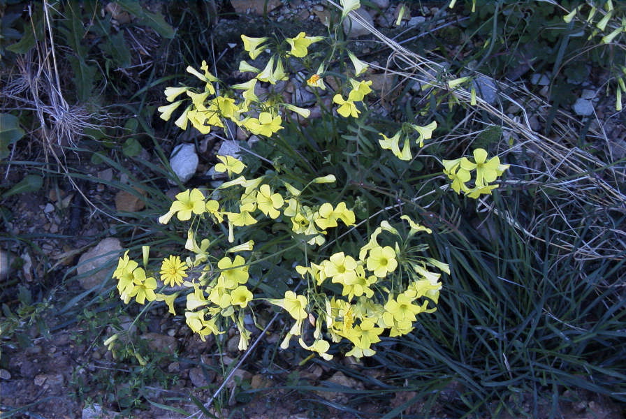 2008-03-23-451-Oxalis-pes-caprae