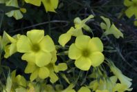 2008-03-23-452-Oxalis-pes-caprae