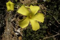 2008-03-23-453-Oxalis-pes-caprae