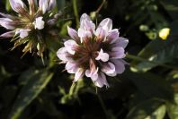 2008-03-23-456-Psoralea-bituminosa