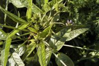 2008-03-23-457-Psoralea-bituminosa