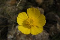 2008-03-23-458-Ranunculus