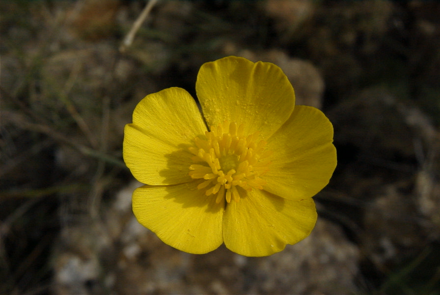 2008-03-23-458-Ranunculus