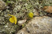 2008-03-23-459-Ranunculus