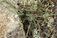 2008-03-23-460-Ranunculus