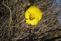 2008-03-23-461-Ranunculus