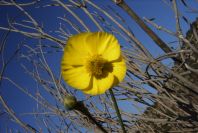 2008-03-23-462-Ranunculus