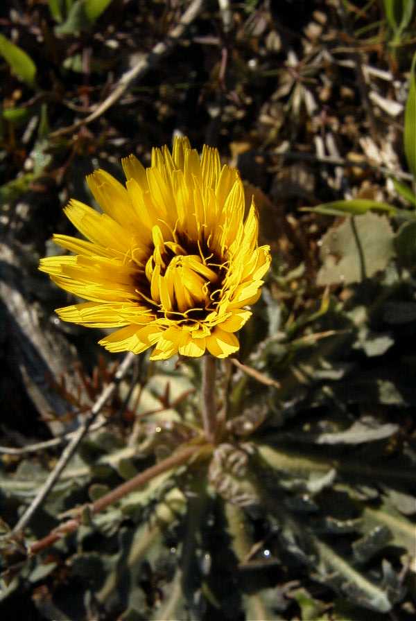 2008-03-23-463-Reichardia-tingitana