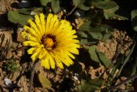 2008-03-23-464-Reichardia-tingitana