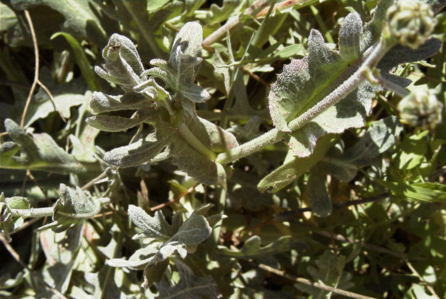 2008-03-23-465-Reichardia-tingitana
