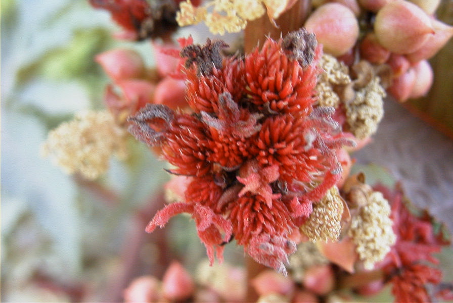 2008-03-23-466-Ricinus