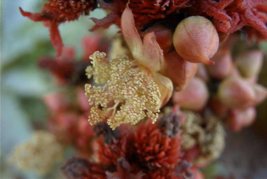 2008-03-23-467-Ricinus