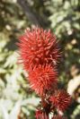 2008-03-23-468-Ricinus