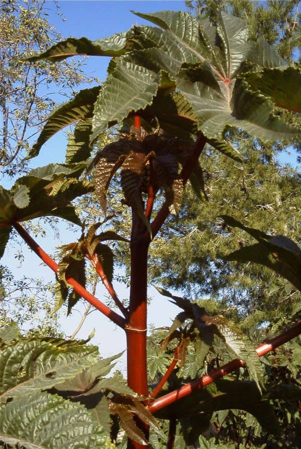 2008-03-23-469-Ricinus