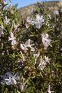 2008-03-23-470-Rosmary